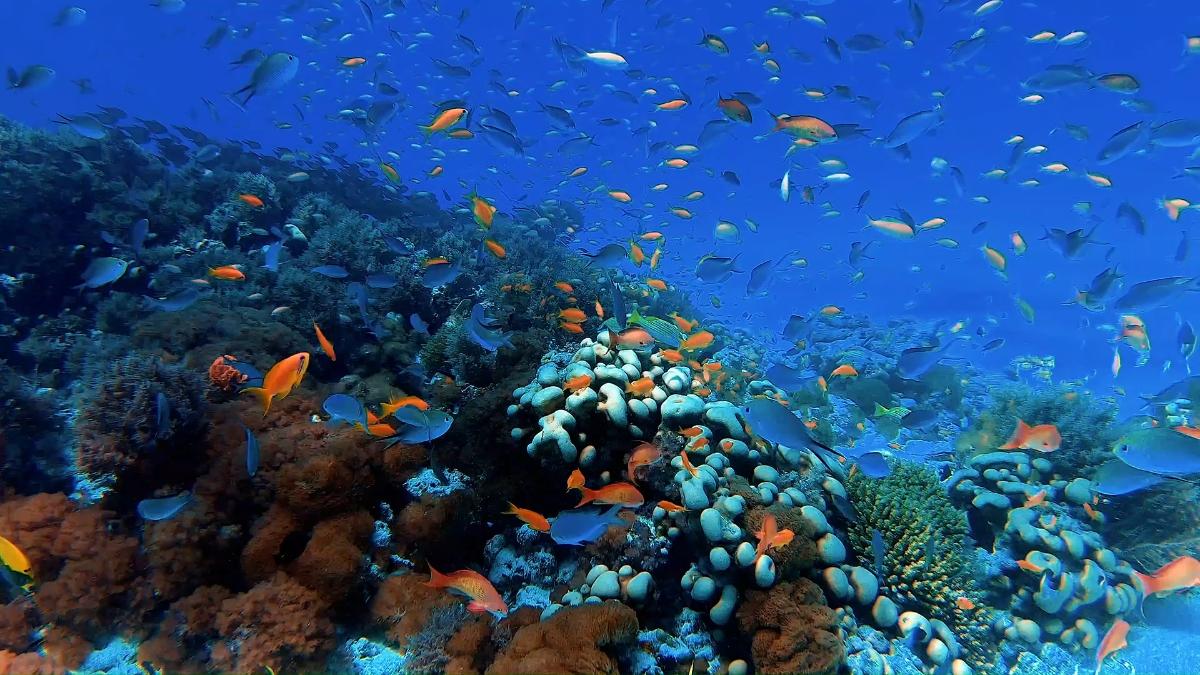 Coral Reef